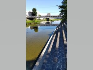 芥川桜堤公園の芥川を少し南下した川の様子の写真