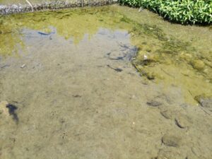 清福寺落差工の魚みち周辺は藻が沢山ある様子を写した写真