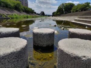 芥川桜堤公園の川の写真