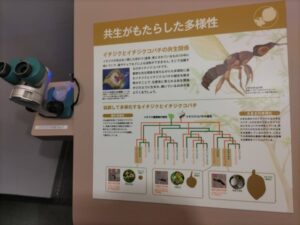 イチジクコバチの説明と顕微鏡でイチジクコバチが見れる展示物の写真