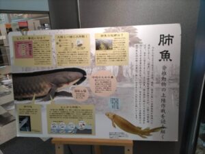肺魚の説明が書かれている写真