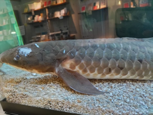 JT生命誌研究館にいる肺魚のアボカドくんの写真