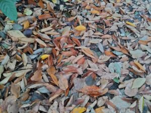 芥川公園でどんぐりと落ち葉がたくさん落ちている写真
