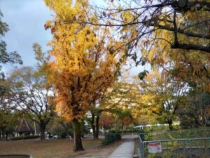 芥川公園の紅葉の写真