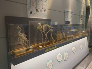 受付の裏にある様々な動物の骨格の模型が並んでいる様子を写した写真