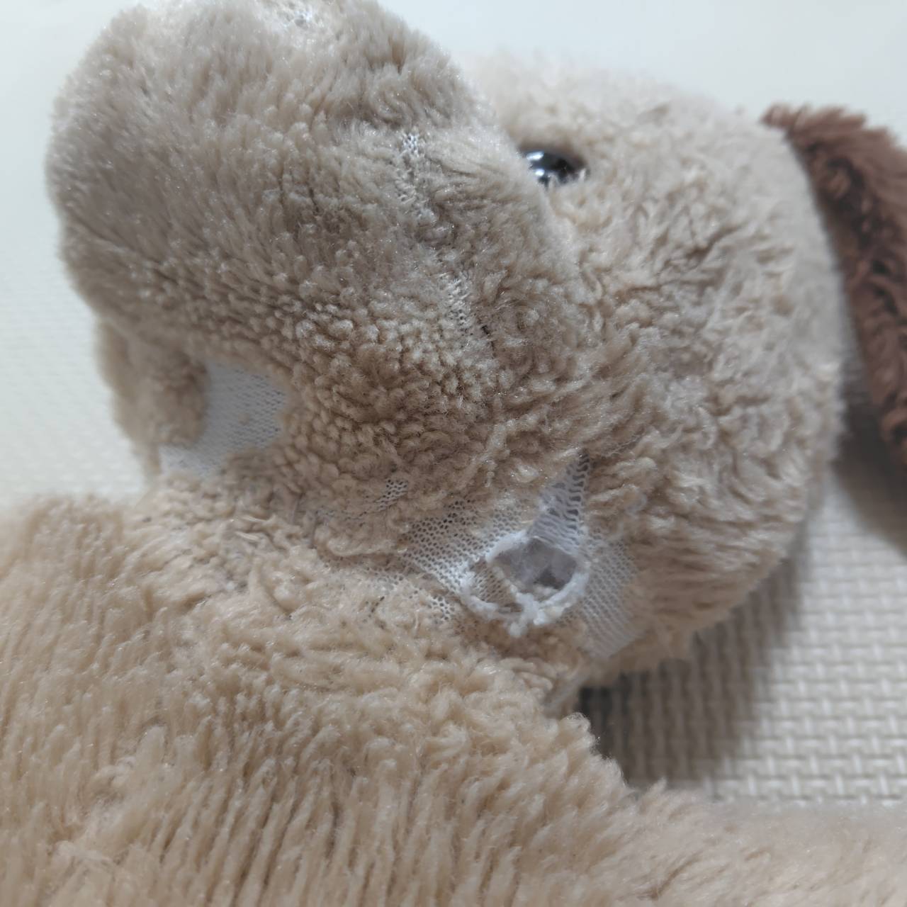 わんちゃんの首元に穴が開いている写真