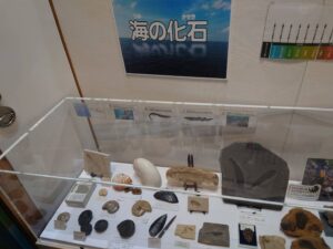 海の化石の写真