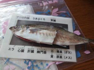 アジの解剖の絵の写真