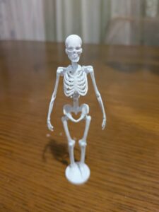 人体模型の写真